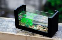 fresh-aquarium-fish-aquarium-plant-980406.jpg