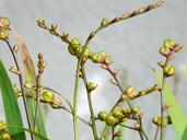 seeds-seed-capsules-montbretia-61736.jpg