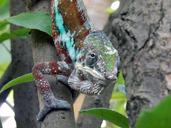 chameleon-animals-reptile-close-1169745.jpg