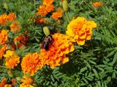 bee-pollen-floral-plants-natural-430216.jpg