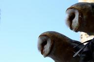 owls-pair-barn-owls-birds-of-prey-408564.jpg