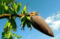 banana-banana-tree-bunch-of-bananas-256521.jpg