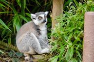 lemur-madagascar-primate-monkey-1383598.jpg