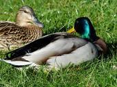 pair-of-ducks-couple-love-ducks-357808.jpg