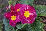 primrose-blossom-bloom-flower-1115410.jpg