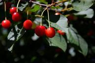 cherries-fruit-tree-hanging-nature-932726.jpg