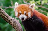 Red Panda (31295139156).jpg