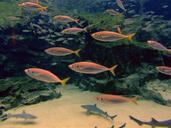 underwater-fish-water-sea-nature-646110.jpg