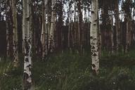 birch-trees-trunks-bark-trees-1031544.jpg