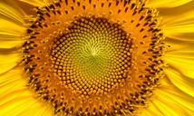 sunflower-flowers-helianthus-sun-94187.jpg