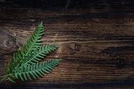 fern-small-fern-green-plant-wood-1250903.jpg