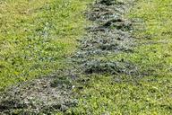 pasture-meadow-mow-hay-mowed-966162.jpg