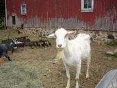 goat-farm-red-barn-pet-animal-208474.jpg