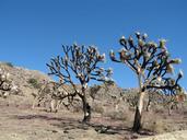 Joshua_trees_(Yucca_brevifolia)_after_Covington_Fire.jpg