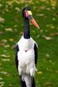 saddle-stork-stork-bird-bill-580023.jpg