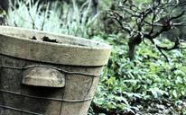 garden-flowerpot-green-383349.jpg