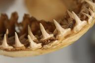 shark-jaws-teeth-bones-fish-ocean-468856.jpg