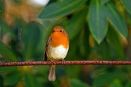 robin-bird-red-robin-feathered-78092.jpg