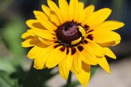 sunflower-summer-yellow-flower-1145579.jpg