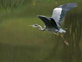 heron-flight-eastern-grey-heron-638278.jpg