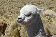 alpaca-ande-animal-cute-499875.jpg