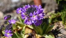 primrose-drumstick-spring-garden-721814.jpg