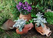 amphorae-terracotta-flowers-violet-491324.jpg