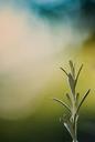 rosemary-bokeh-blue-green-rod-947642.jpg