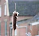 winter-ice-cattail-frozen-946146.jpg