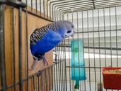 birds-cage-parrots-parrot-in-cage-816892.jpg