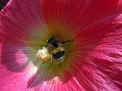 hummel-pollen-plant-insect-400953.jpg