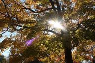 light-trees-halo-autumn-sunlight-541116.jpg