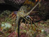 ocean-lobster-crustacean-sea-181864.jpg