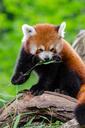 Red Panda (29117867684).jpg