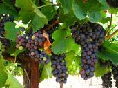 grapes-fruit-nature-organic-543644.jpg