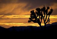 joshua-trees-sunset-landscape-1249470.jpg