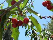 cherries-sky-leona-valley-cherry-1125161.jpg