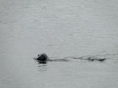 seal-sea-scotland-beach-667372.jpg