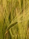 barley-field-barley-cereals-grain-8228.jpg