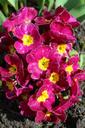 primrose-flowers-spring-pink-plant-1336967.jpg