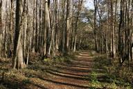 Forest trail road in forest.jpg