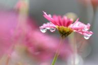 flower-pink-droplets-macro-petals-871999.jpg