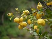 lemons-fruit-yellow-1156275.jpg