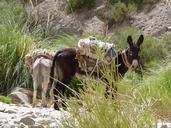 donkey-argentina-animal-zoology-74783.jpg