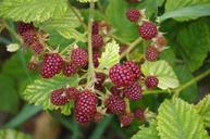 blackberries-immature-fruit-garden-1512299.jpg