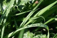 water-drops-grass-sunlight-sun-1005934.jpg