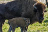 buffalo-calf-farm-rural-baby-218730.jpg