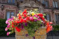 flowers-flowerpot-summer-flowers-419655.jpg