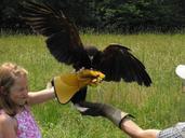 hawk-wings-flying-child-glove-61210.jpg