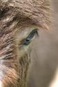 donkey-hair-eye-animal-farm-cute-427540.jpg